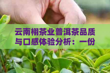 云南栩茶业普洱茶品质与口感体验分析：一份全面的评价