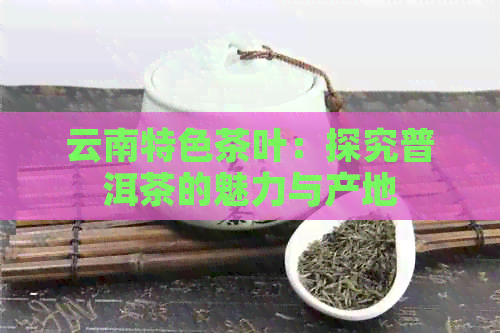 云南特色茶叶：探究普洱茶的魅力与产地