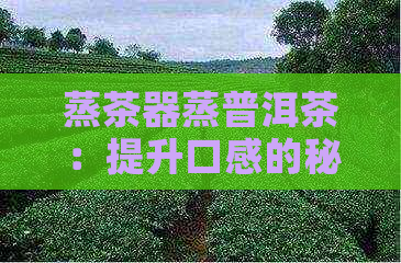 蒸茶器蒸普洱茶：提升口感的秘诀