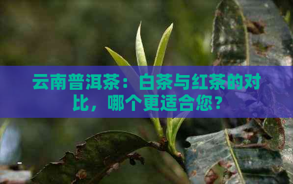 云南普洱茶：白茶与红茶的对比，哪个更适合您？