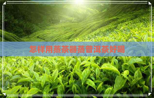 怎样用蒸茶器蒸普洱茶好喝