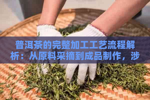 普洱茶的完整加工工艺流程解析：从原料采摘到成品制作，涉及哪些关键步骤？