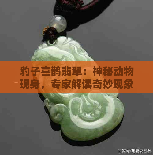 豹子喜鹊翡翠：神秘动物现身，专家解读奇妙现象