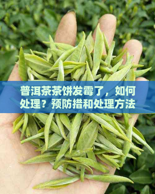 普洱茶茶饼发霉了，如何处理？预防措和处理方法一应俱全