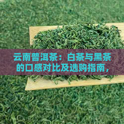 云南普洱茶：白茶与黑茶的口感对比及选购指南，帮助您找到更适合自己的好茶