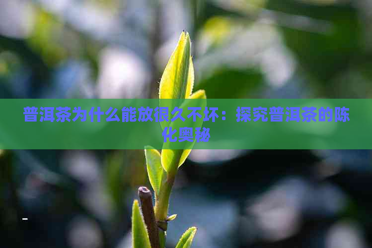 普洱茶为什么能放很久不坏：探究普洱茶的陈化奥秘