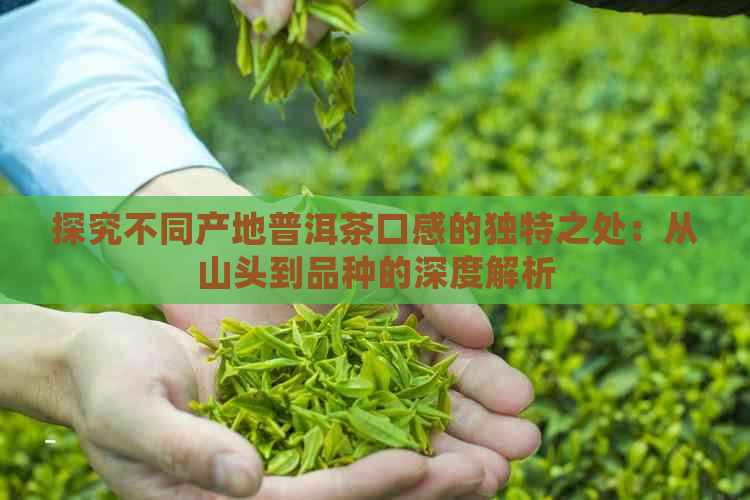 探究不同产地普洱茶口感的独特之处：从山头到品种的深度解析