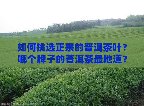 如何挑选正宗的普洱茶叶？哪个牌子的普洱茶最地道？