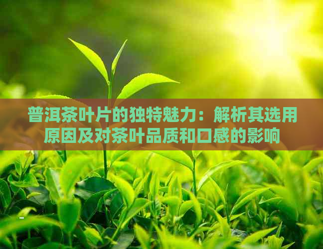 普洱茶叶片的独特魅力：解析其选用原因及对茶叶品质和口感的影响