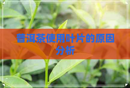 普洱茶使用叶片的原因分析