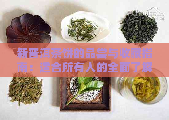 新普洱茶饼的品尝与收藏指南：适合所有人的全面了解