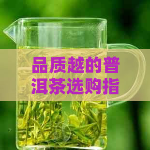 品质越的普洱茶选购指南：从品种、产地、制作工艺到口感全方位解析