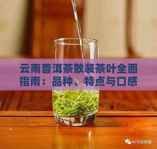 云南普洱茶散装茶叶全面指南：品种、特点与口感对比，助您轻松选购优质茶叶