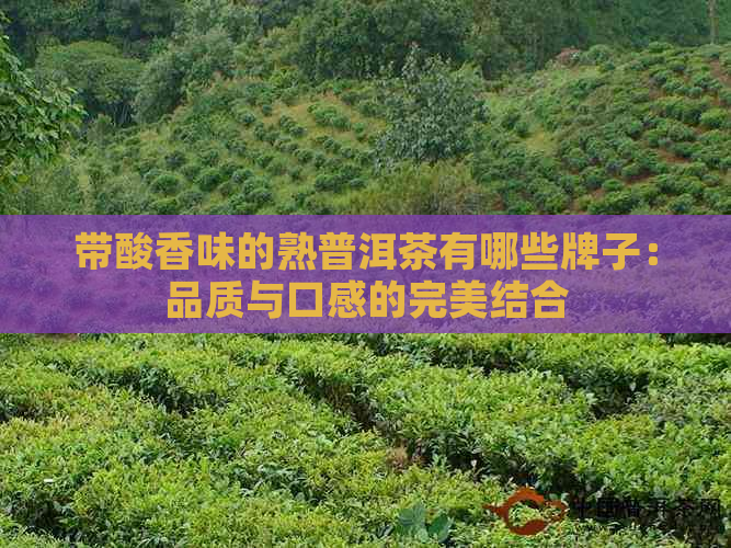 带酸香味的熟普洱茶有哪些牌子：品质与口感的完美结合