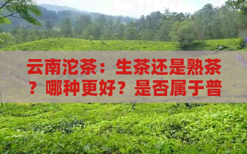 云南沱茶：生茶还是熟茶？哪种更好？是否属于普洱生茶或普洱茶？