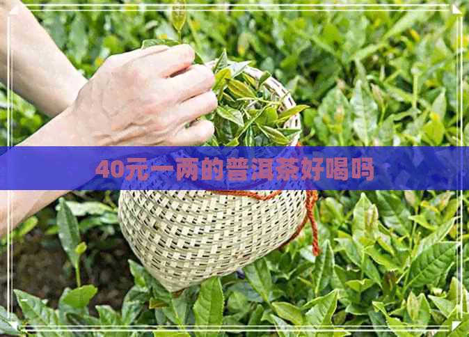 40元一两的普洱茶好喝吗