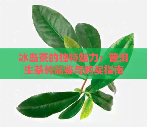 冰岛茶的独特魅力：普洱生茶的品鉴与购买指南