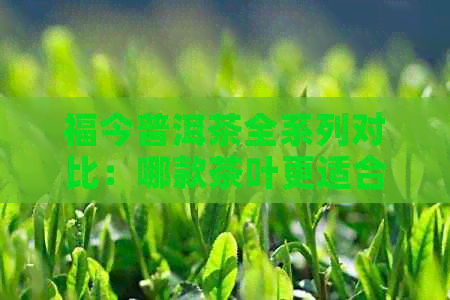 福今普洱茶全系列对比：哪款茶叶更适合您的口味？