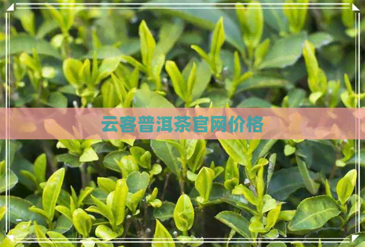 云客普洱茶官网价格