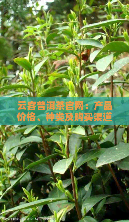 云客普洱茶官网：产品价格、种类及购买渠道全面解析，助您轻松选购！