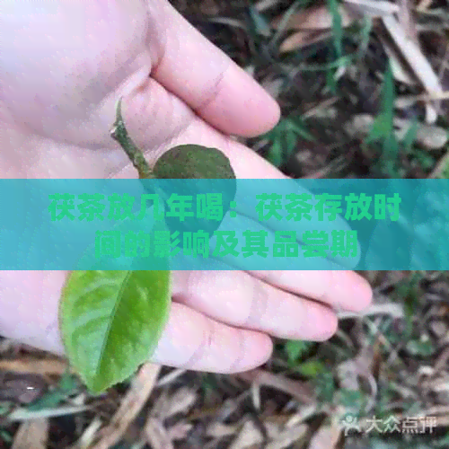 茯茶放几年喝：茯茶存放时间的影响及其品尝期