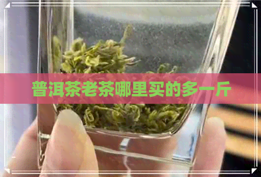 普洱茶老茶哪里买的多一斤