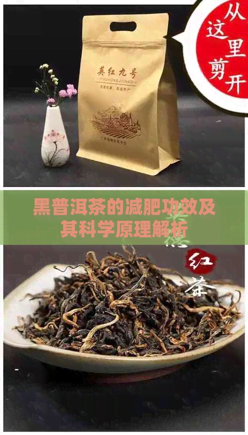 黑普洱茶的减肥功效及其科学原理解析