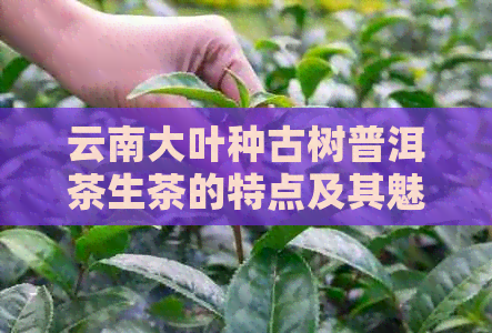 云南大叶种古树普洱茶生茶的特点及其魅力