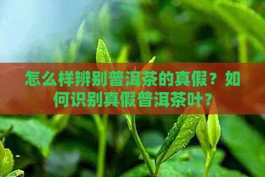 怎么样辨别普洱茶的真假？如何识别真假普洱茶叶？