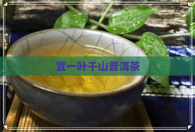 宜一叶千山普洱茶