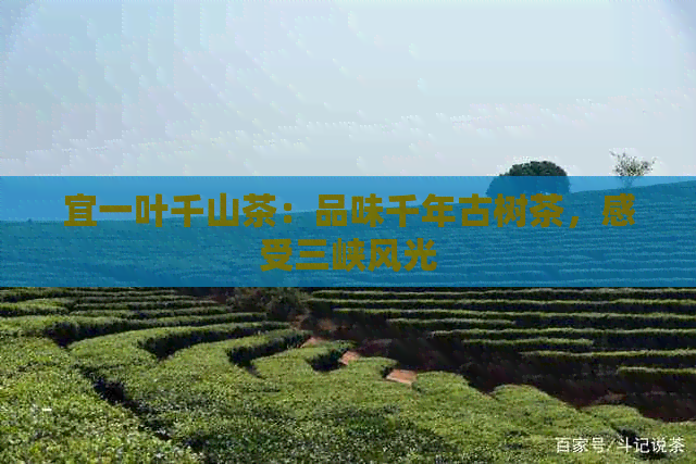 宜一叶千山茶：品味千年古树茶，感受三峡风光