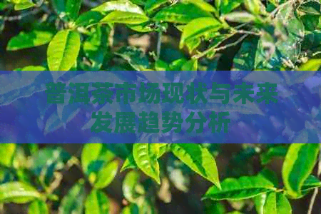 普洱茶市场现状与未来发展趋势分析