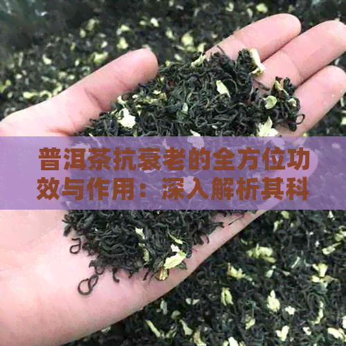 普洱茶抗衰老的全方位功效与作用：深入解析其科学证据和适用人群