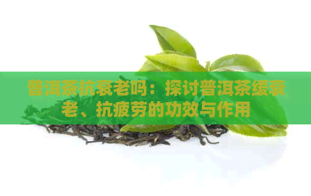 普洱茶抗衰老吗：探讨普洱茶缓衰老、抗疲劳的功效与作用