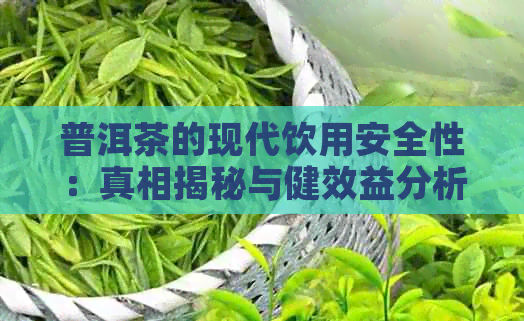 普洱茶的现代饮用安全性：真相揭秘与健效益分析