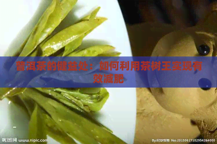 普洱茶的健益处：如何利用茶树王实现有效减肥