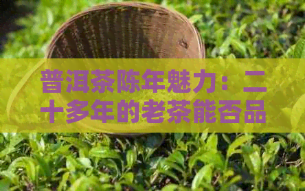 普洱茶陈年魅力：二十多年的老茶能否品出新滋味？