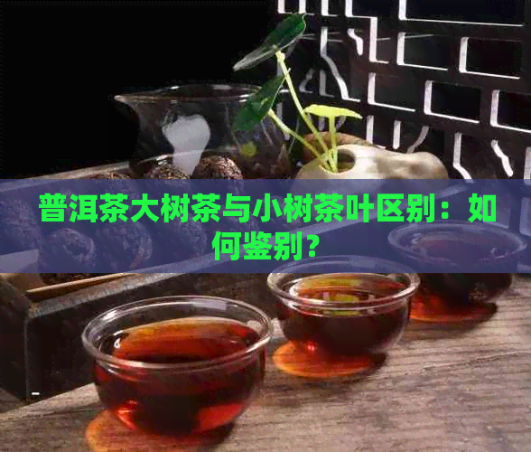 普洱茶大树茶与小树茶叶区别：如何鉴别？