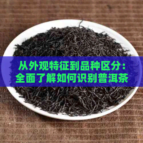 从外观特征到品种区分：全面了解如何识别普洱茶树的大树与小树