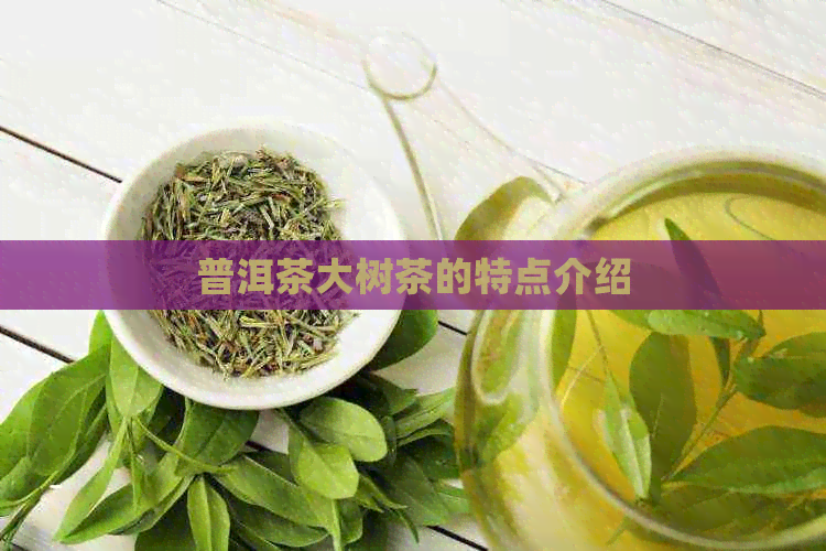 普洱茶大树茶的特点介绍