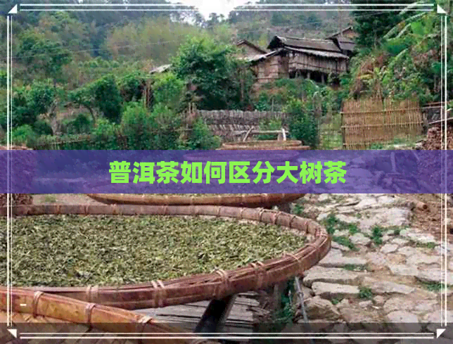 普洱茶如何区分大树茶