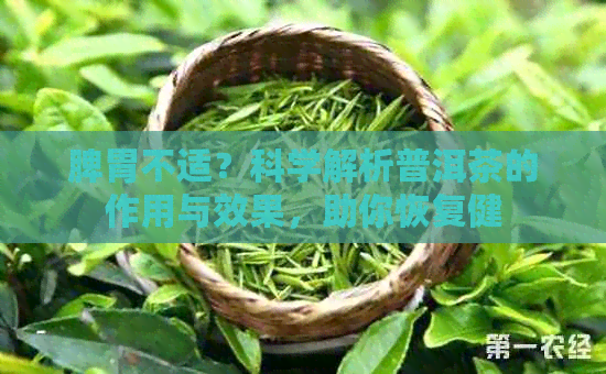 脾胃不适？科学解析普洱茶的作用与效果，助你恢复健