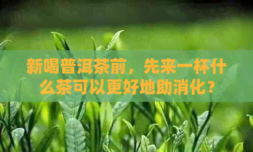 新喝普洱茶前，先来一杯什么茶可以更好地助消化？