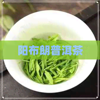 阳布朗普洱茶