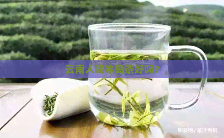 云南人喝冰岛茶好吗？