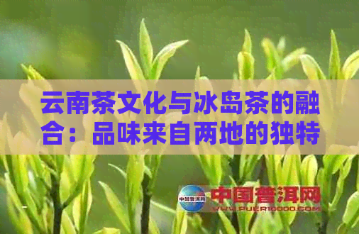 云南茶文化与冰岛茶的融合：品味来自两地的独特风味