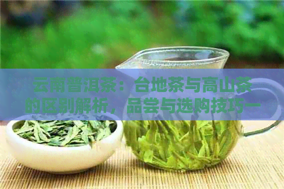 云南普洱茶：台地茶与高山茶的区别解析，品尝与选购技巧一应俱全