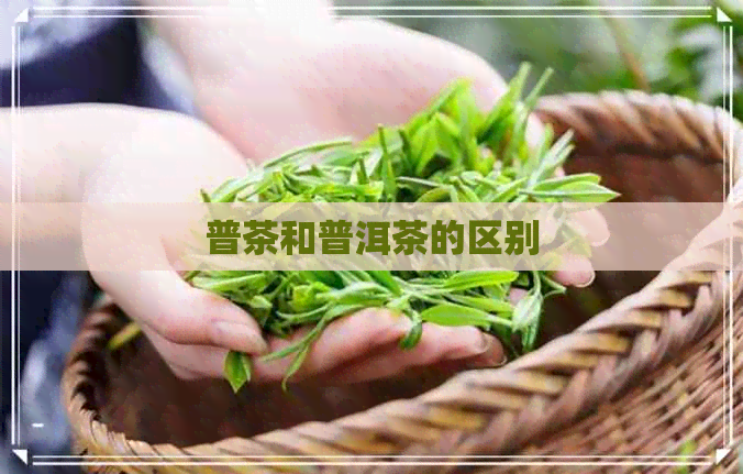 普茶和普洱茶的区别