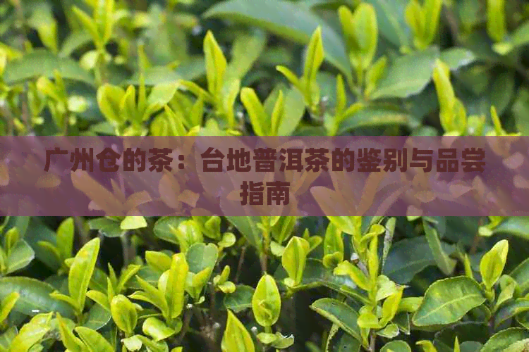 广州仓的茶：台地普洱茶的鉴别与品尝指南