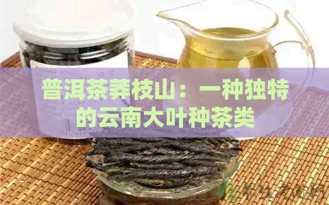 普洱茶莽枝山：一种独特的云南大叶种茶类